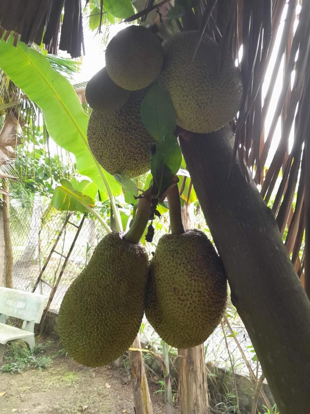 Ben Tre Garden Farmstay Zimmer foto